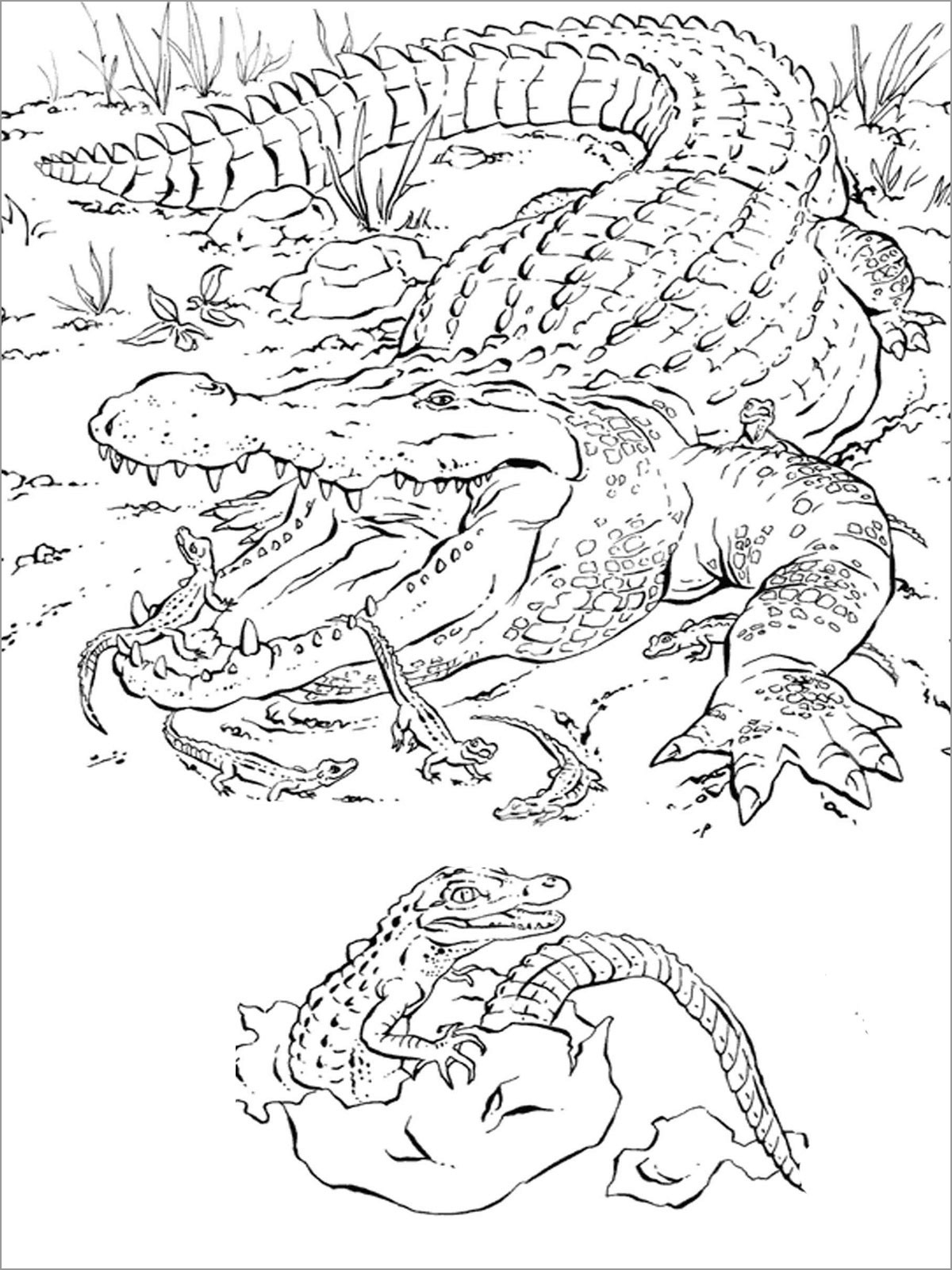 Alligator Coloring Pages ColoringBay