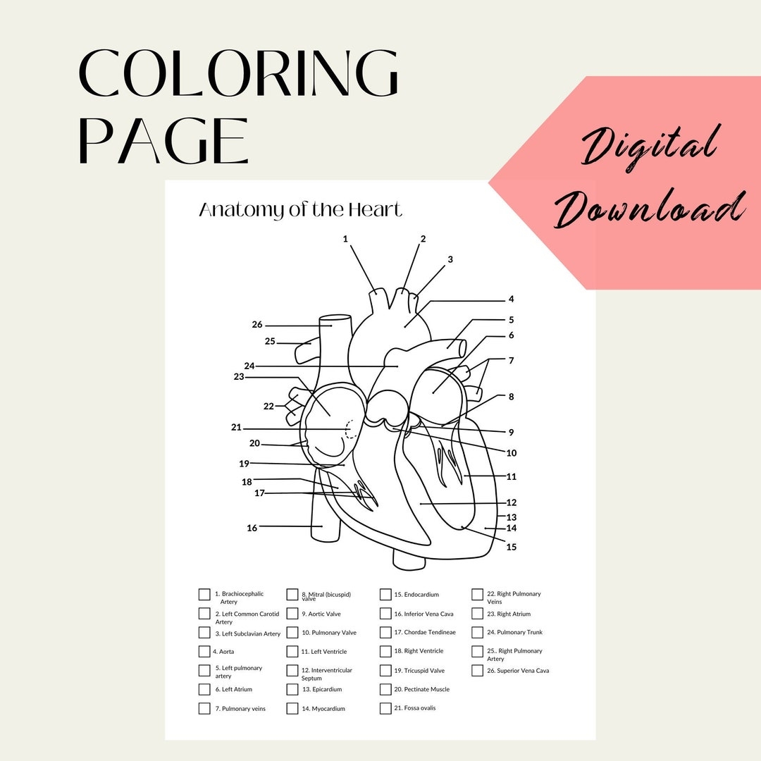 Anatomy Coloring Page Heart Diagram Heart Coloring Page Digital 