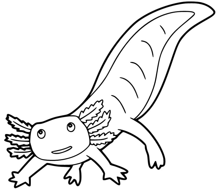 Axolotl Coloring Page Axolotl Coloring Page