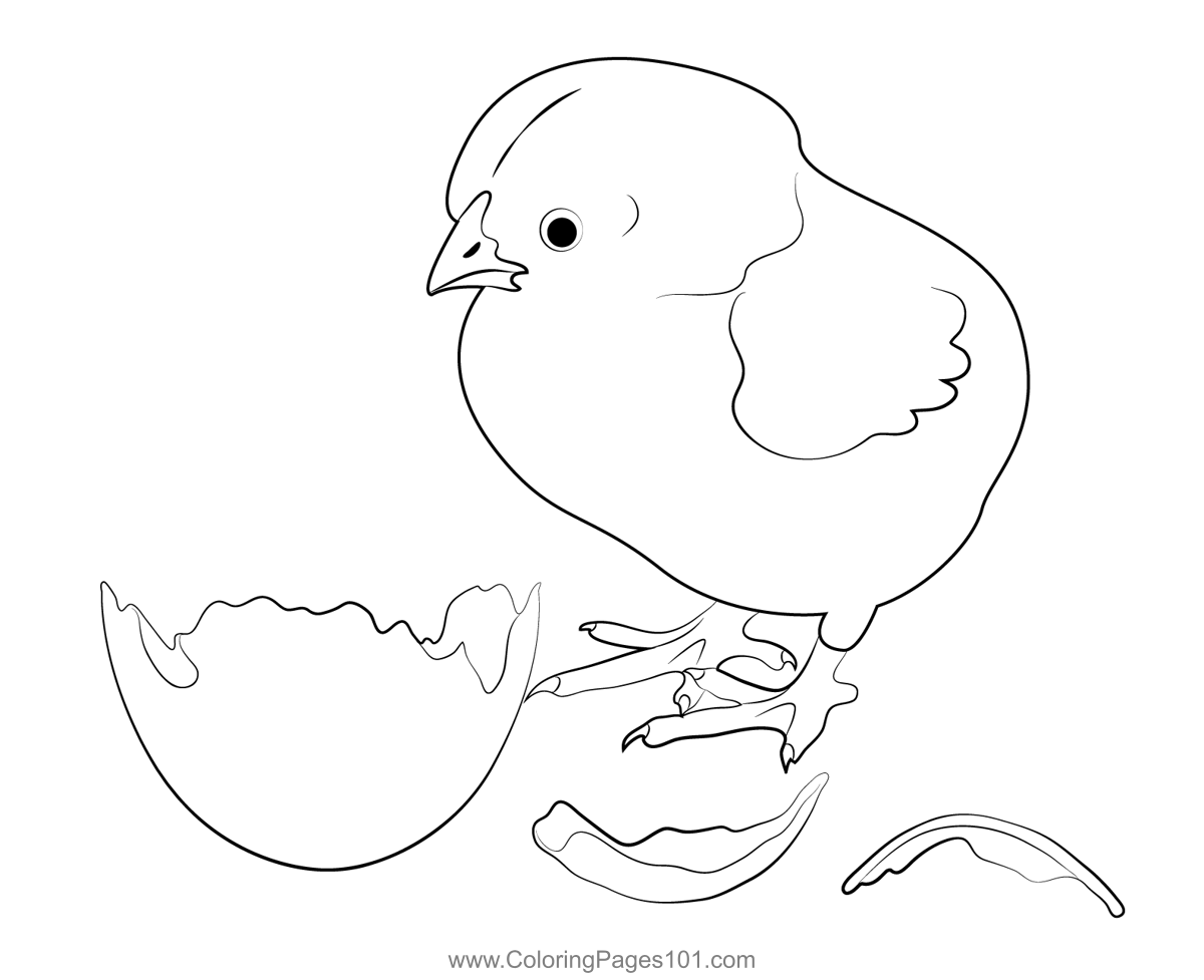 Baby Chick And Egg Coloring Page For Kids Free Chickens Printable 