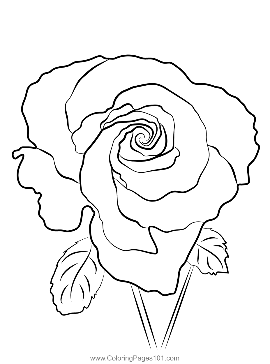 rose coloring page rose coloring page