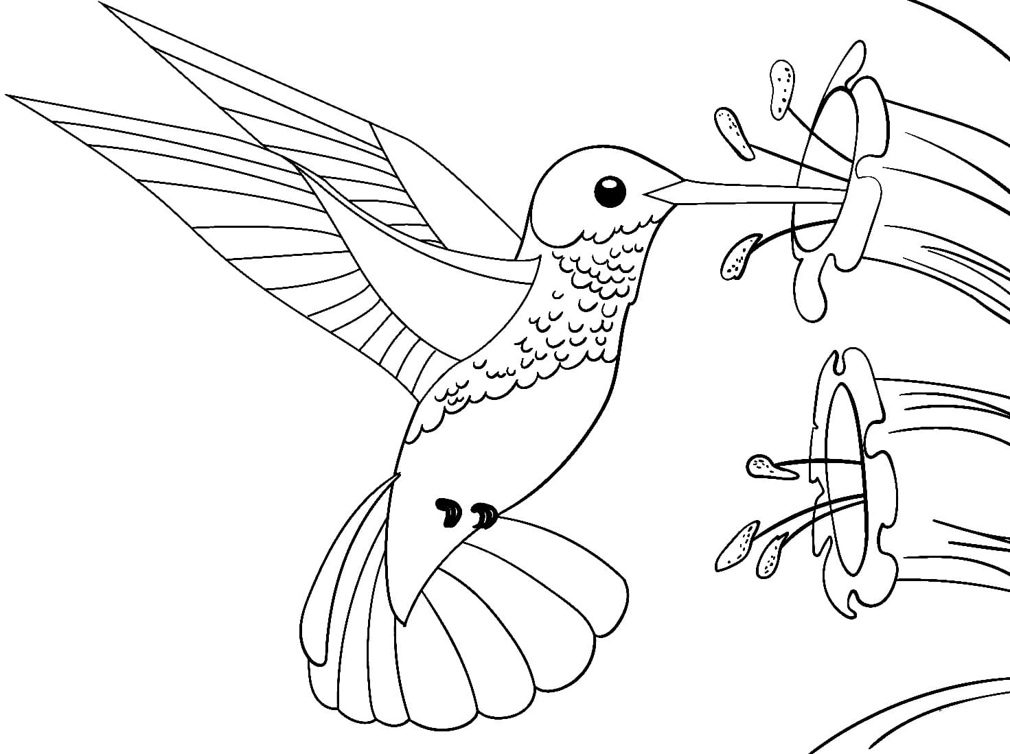 Beautiful Hummingbird Coloring Page Download Print Or Color Online 