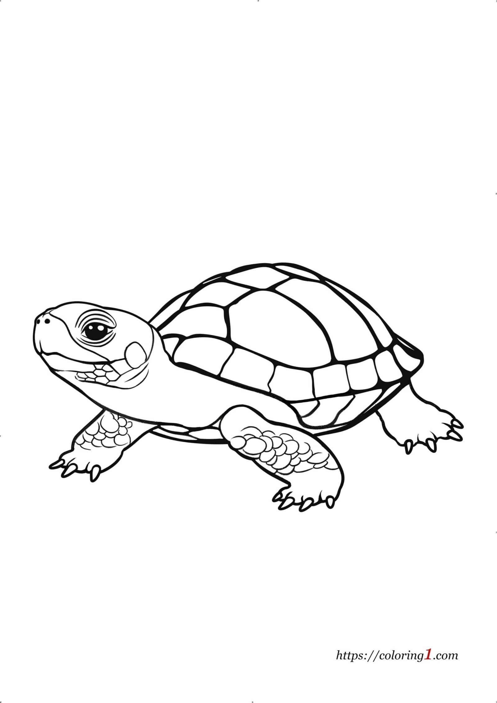 Box Turtle Coloring Page Free Coloring Sheet 2024 Box Turtle Coloring Page Free Coloring Sheet 2024