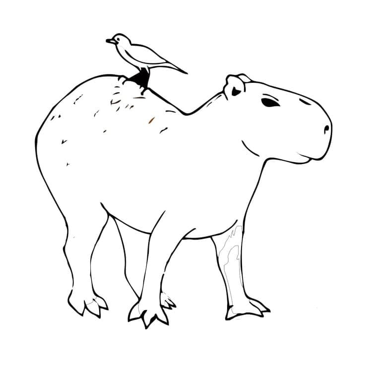 capybara coloring page capybara coloring page