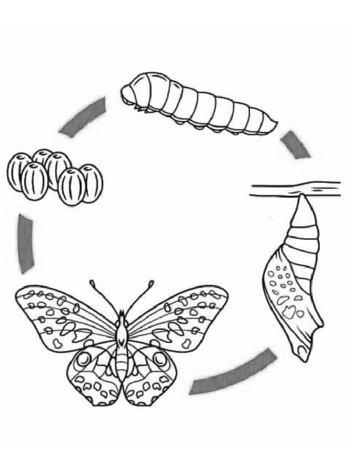 Caterpillar Coloring Pages Free Printable PDF 