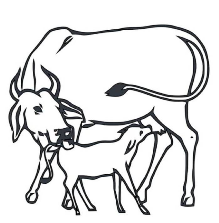 cattle coloring pages cattle coloring pages