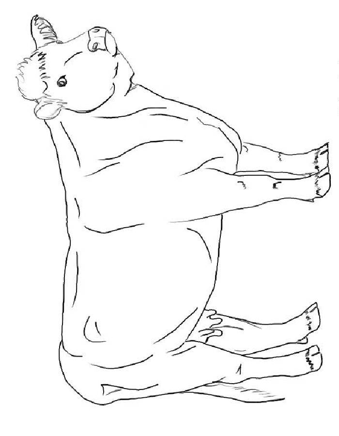 coloring pages of cattle