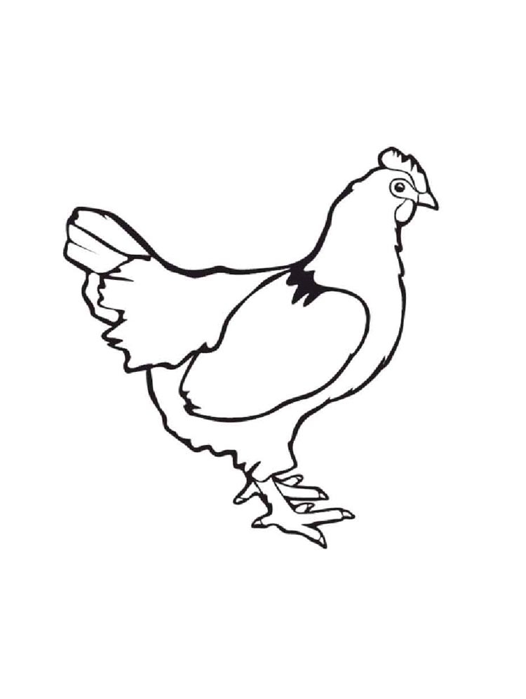 Chicken Coloring Page Chicken Coloring Page