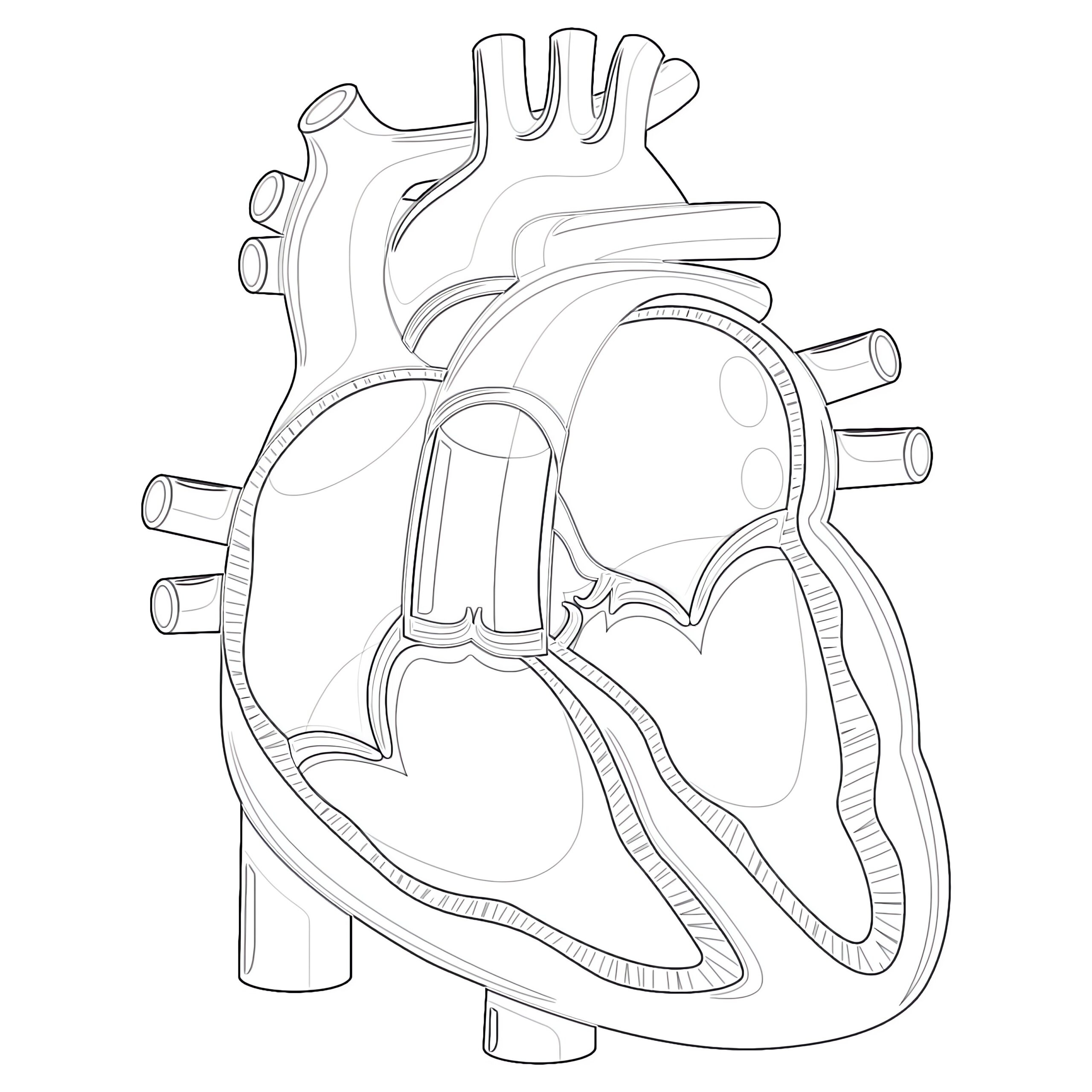 Coloring Page Heart Anatomy Blood Vessel Activities And Coloring Page
