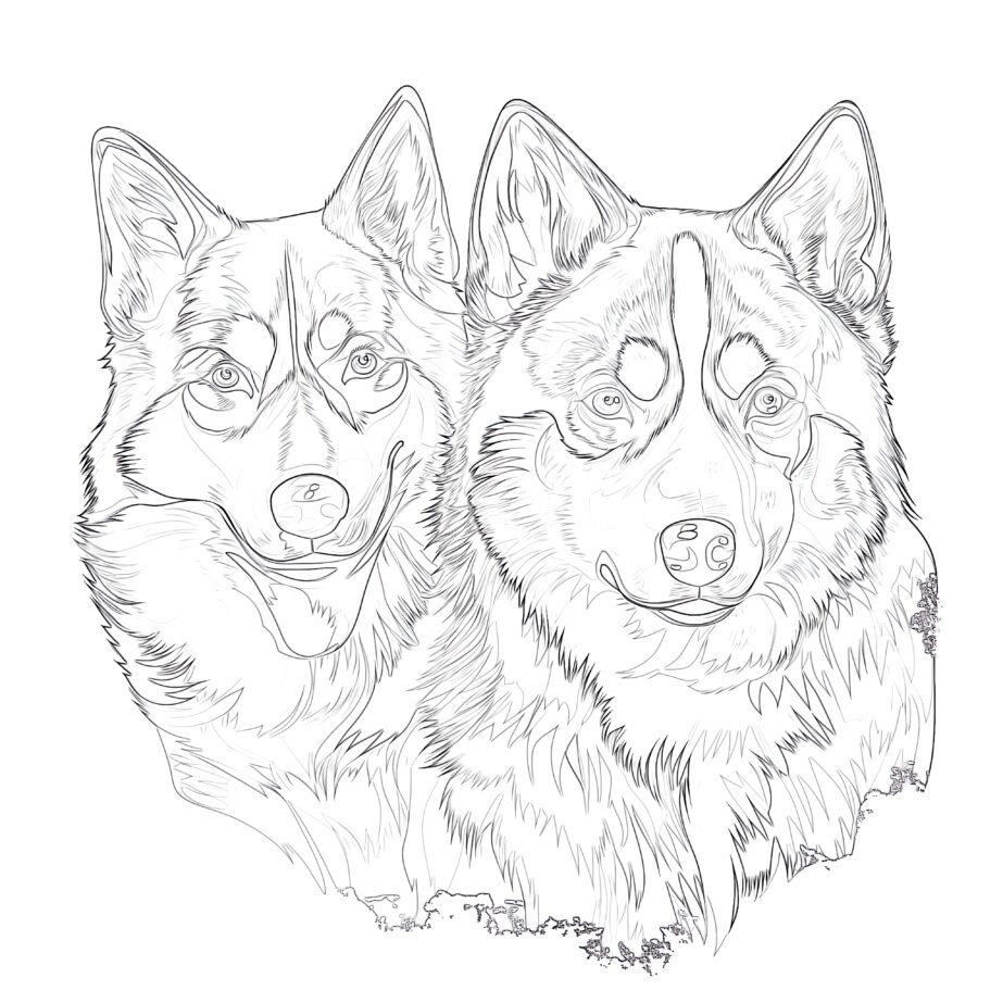 coloring pages of husky dogs coloring pages of husky dogs