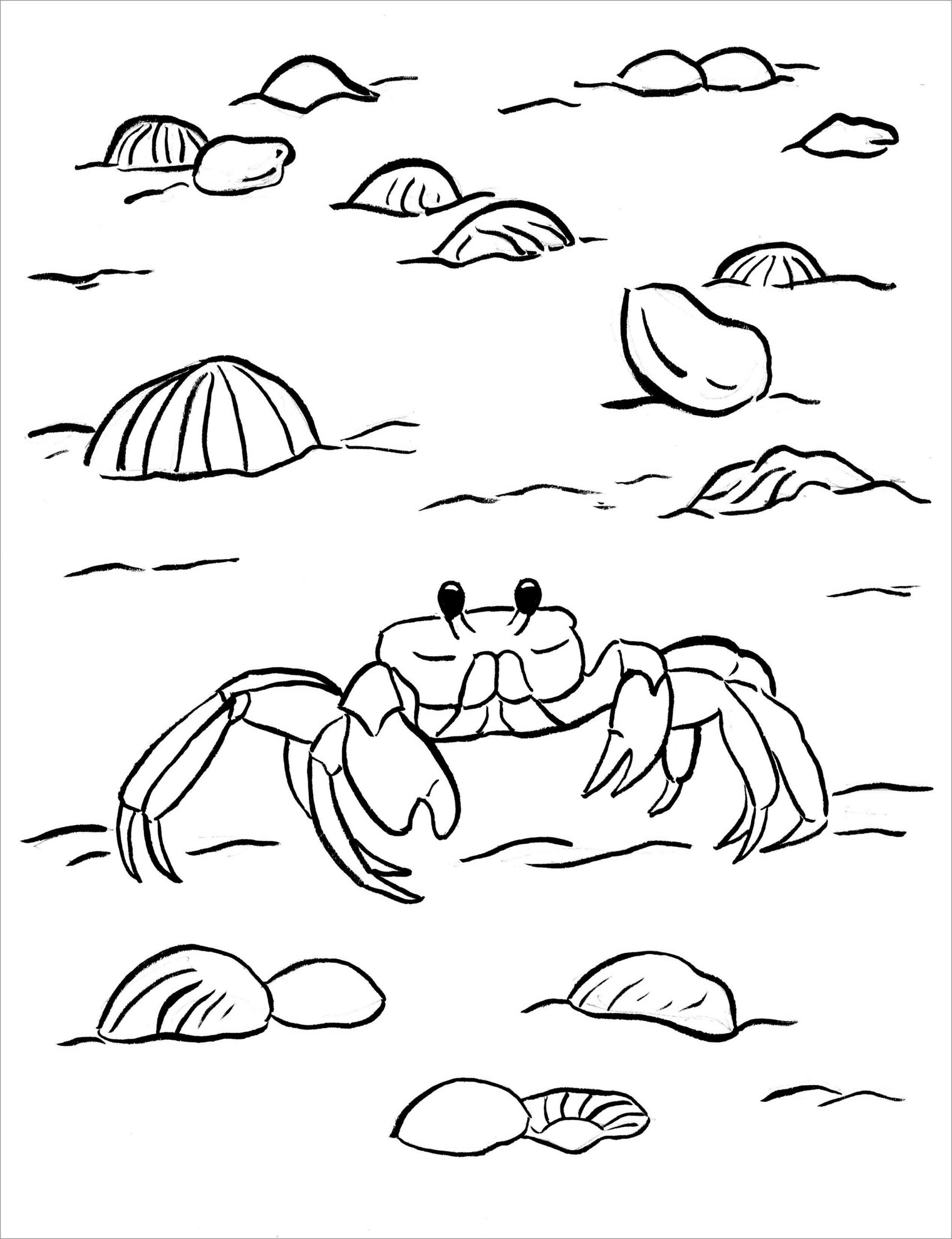 crab color pages crab color pages
