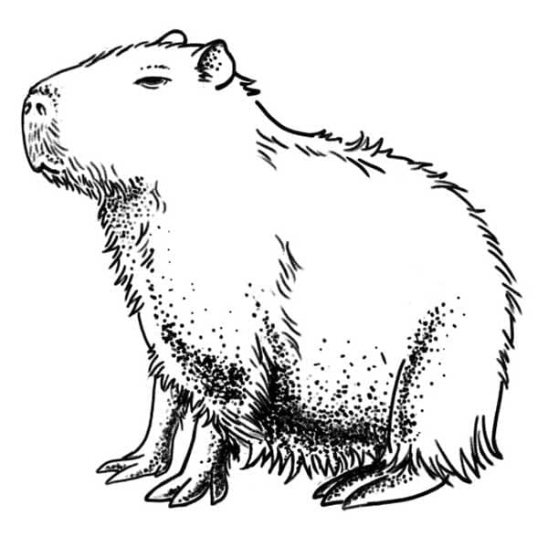Cute Capybara Coloring Page Download Print Or Color Online For Free Cute Capybara Coloring Page Download Print Or Color Online For Free