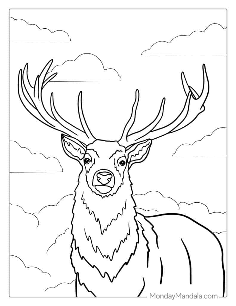 Deer Color Pages