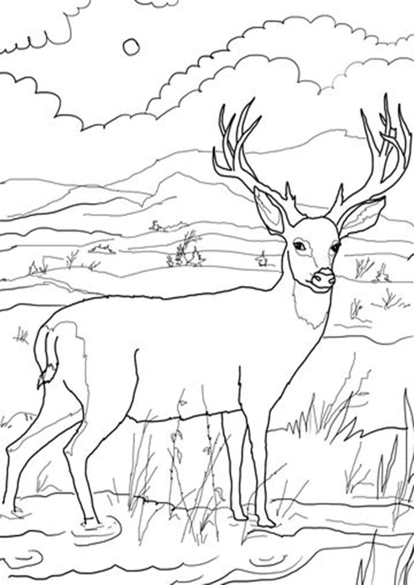 deer coloring book pages deer coloring book pages