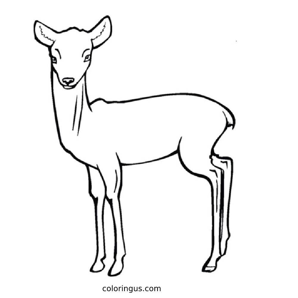 Deer Coloring Pages Free Printable PDF