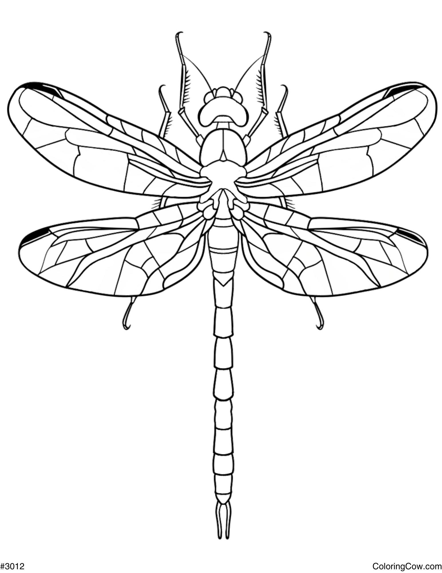 Dragonfly Coloring Page Dragonfly Coloring Page