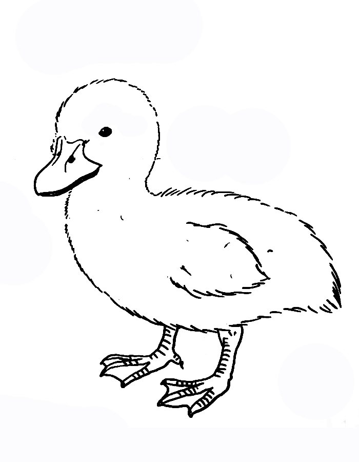 Duckling Coloring Pages Free Printable PDF 