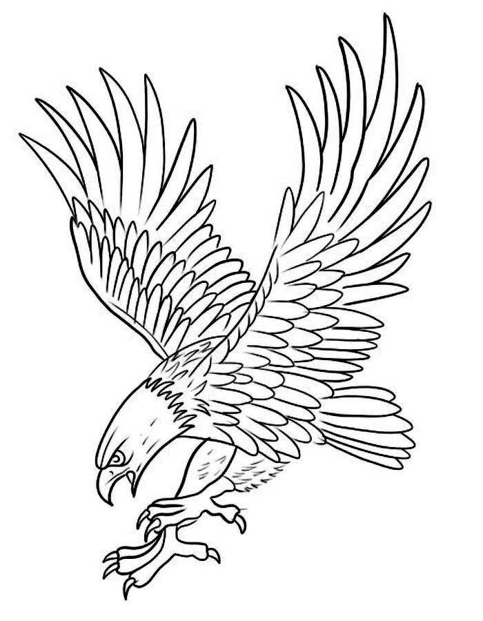 Eagle Coloring Pages Free Printable PDF 