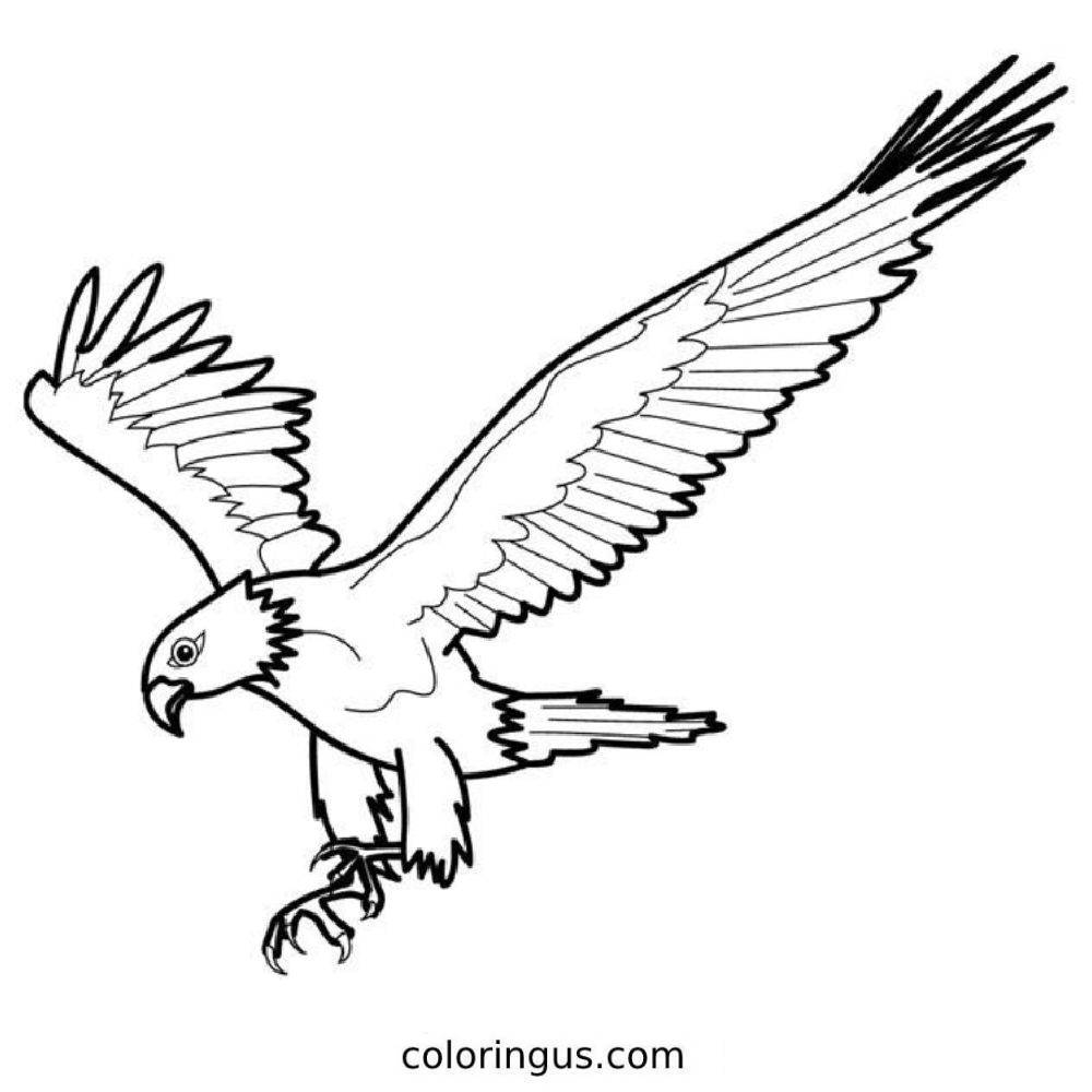 Eagle Coloring Pages Free Printable PDF 