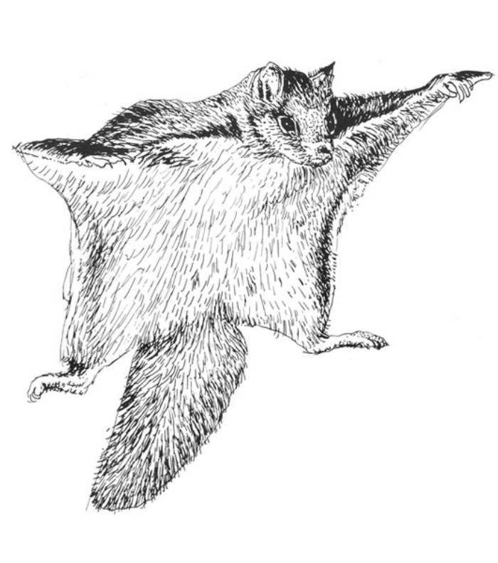 Flying Squirrel Coloring Page Free Printable PDF Flying Squirrel Coloring Page Free Printable PDF