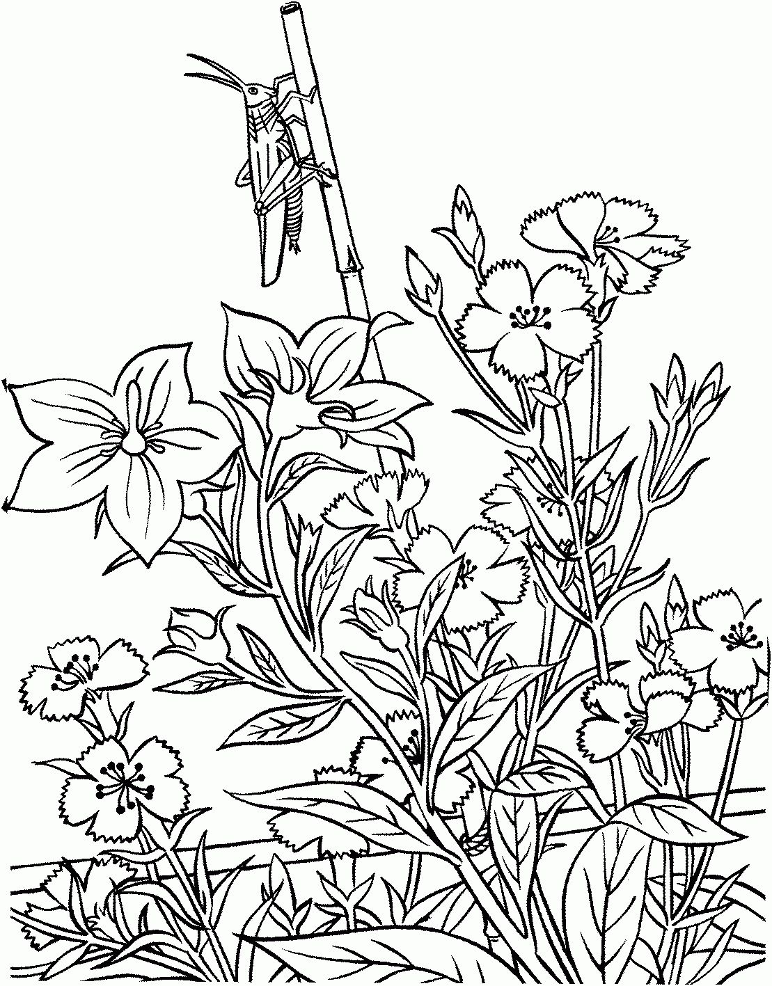 coloring garden pages coloring garden pages