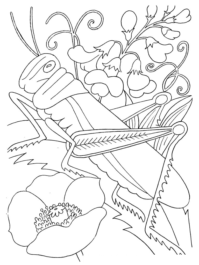 bug coloring pages bug coloring pages