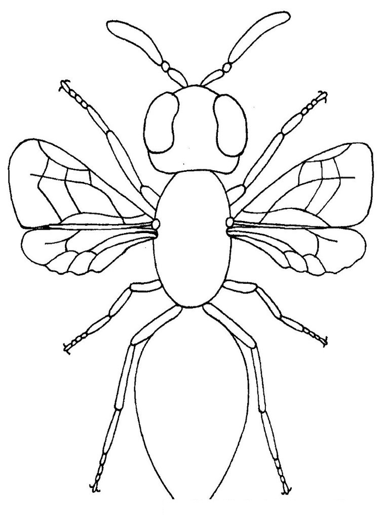 Free Printable Bug Coloring Pages For Kids Free Printable Bug Coloring Pages For Kids