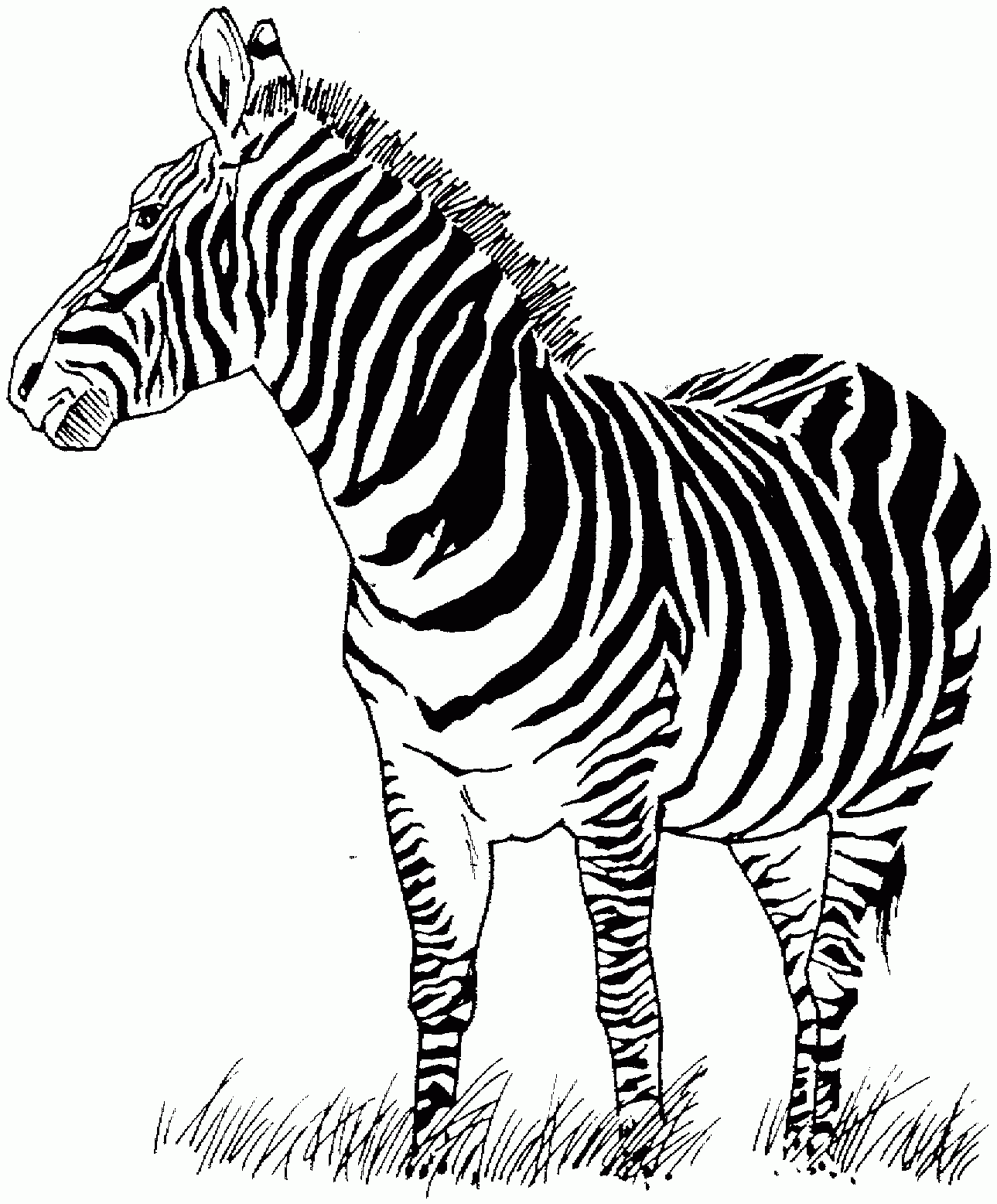 zebra coloring pages