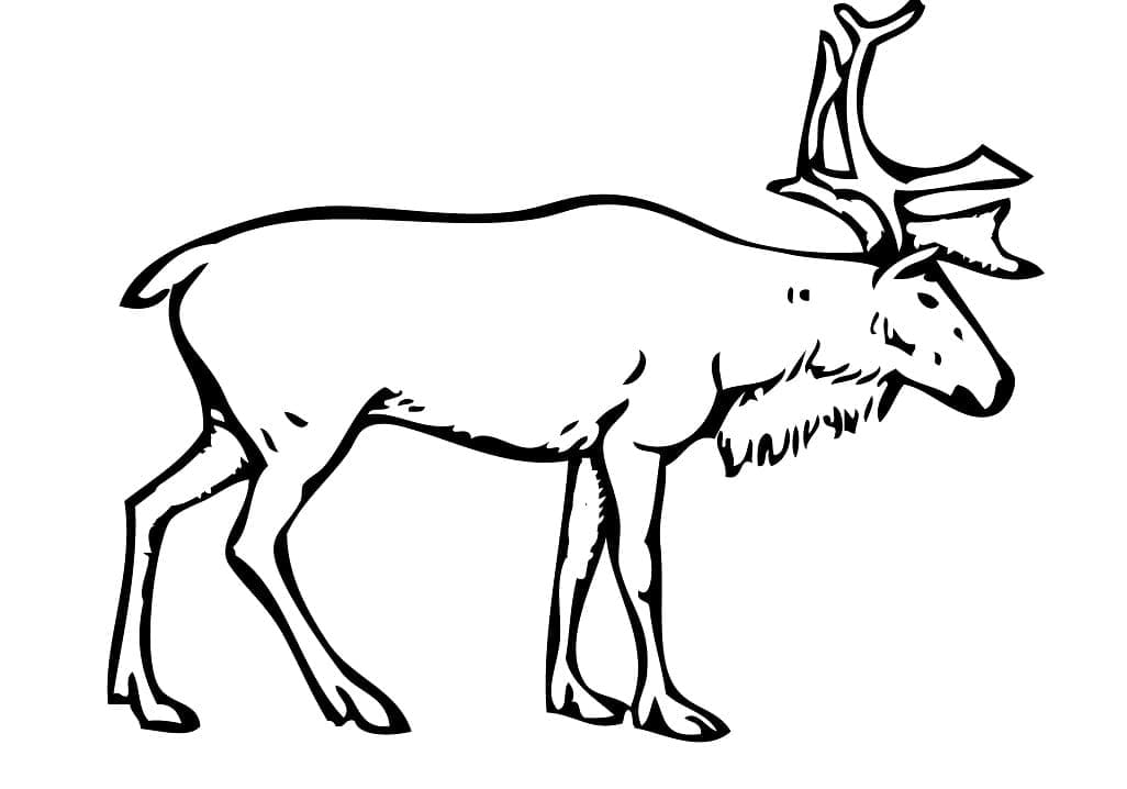 Free Reindeer Coloring Page Download Print Or Color Online For Free Free Reindeer Coloring Page Download Print Or Color Online For Free
