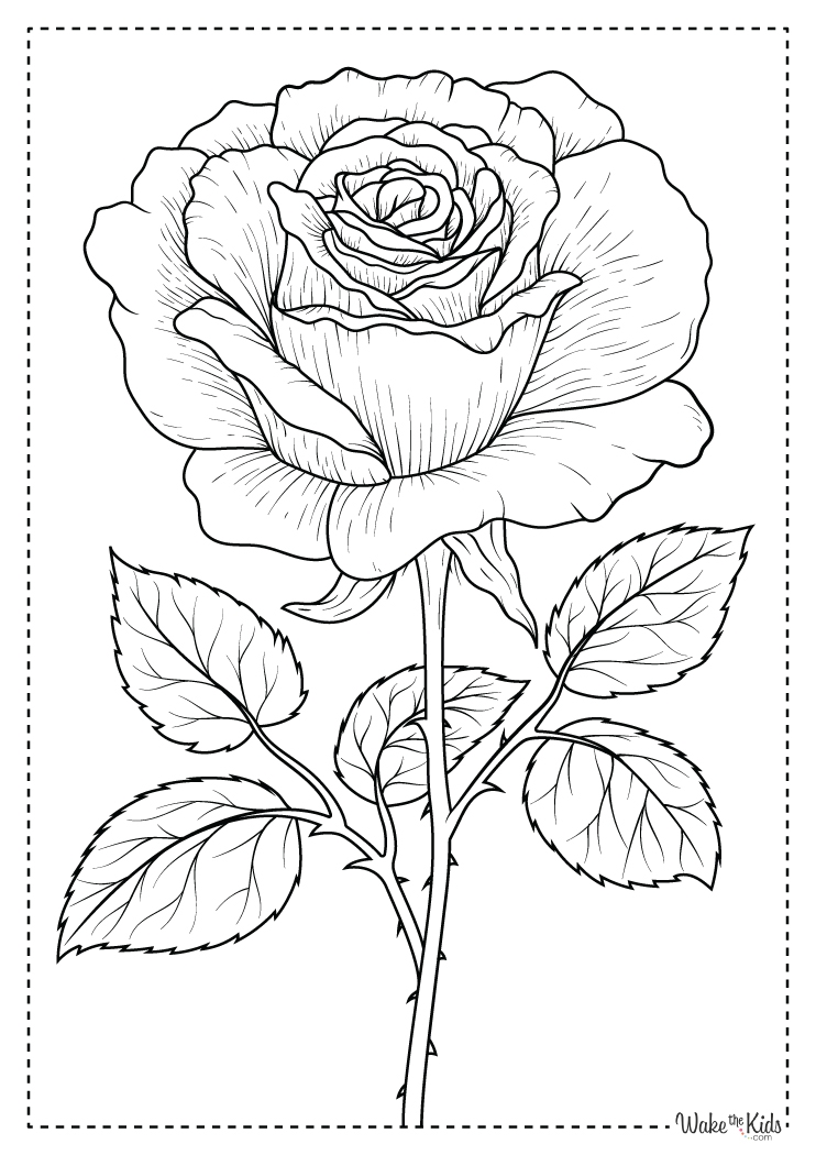 Free Roses Color Pages Print And Enjoy Free Coloring Pages To Print