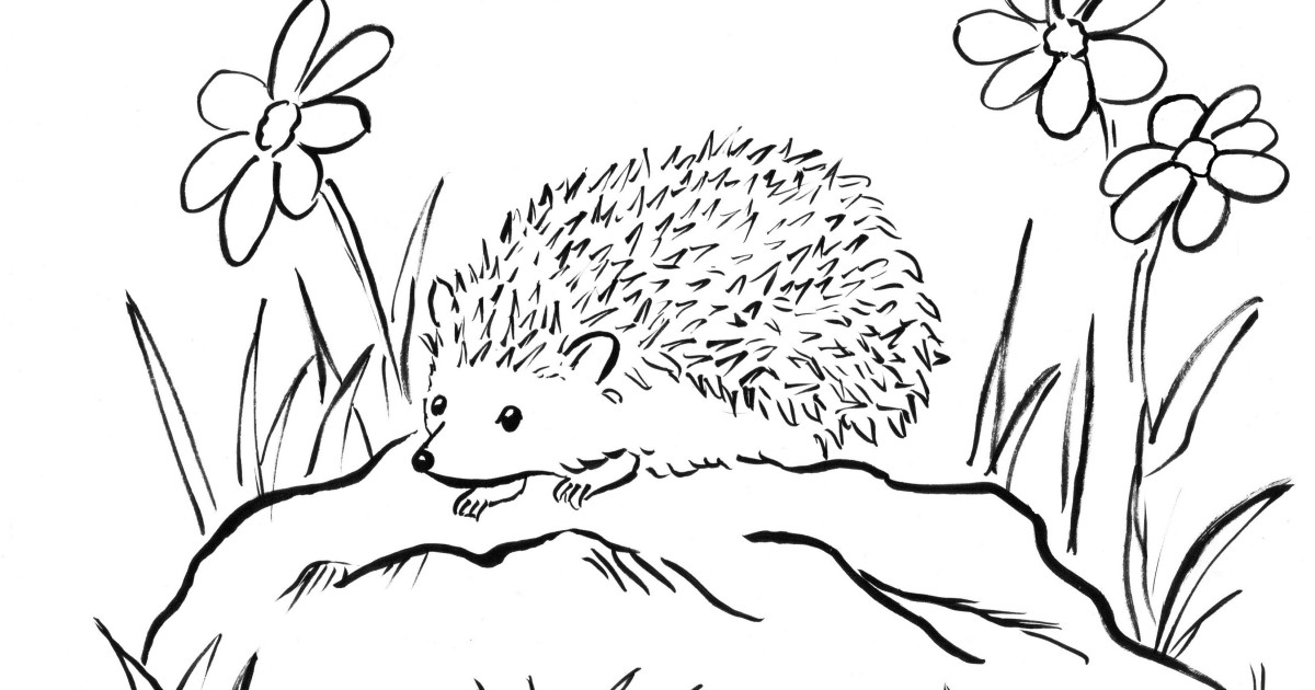Hedgehog Coloring Page Art Starts Hedgehog Coloring Page Art Starts