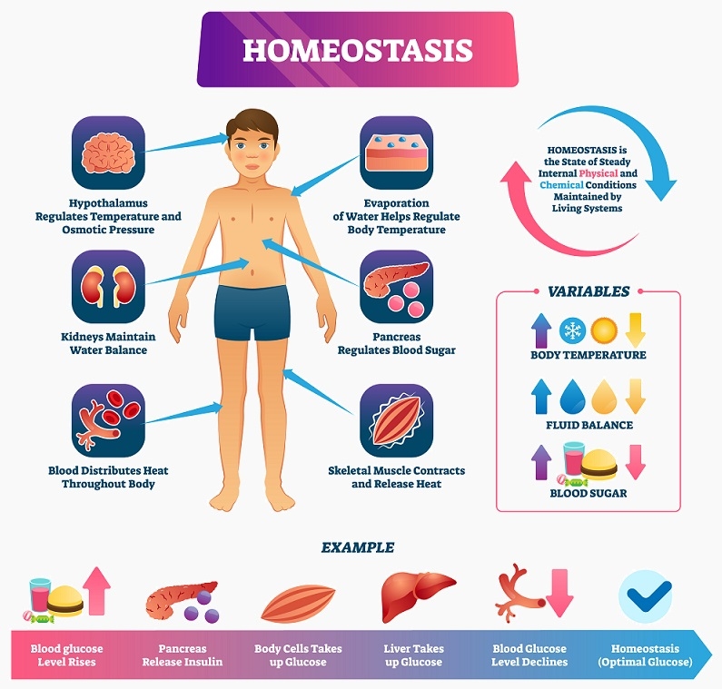 Homeostasis Worksheet Recognize Normal Parameters Astra edu pl Homeostasis Worksheet Recognize Normal Parameters Astra edu pl