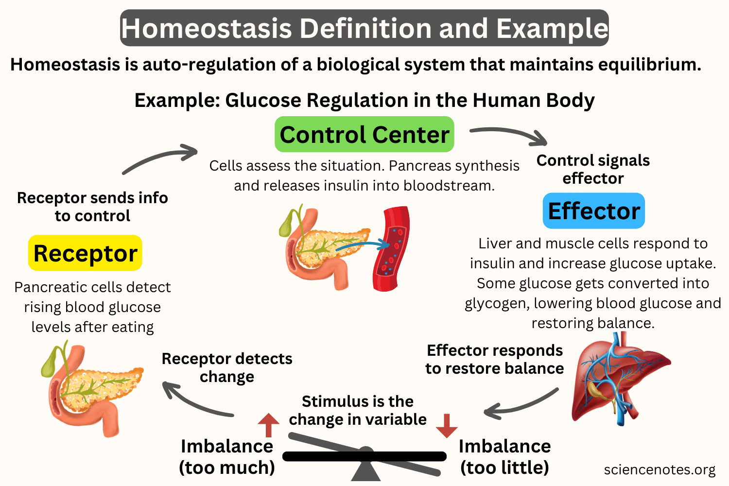 Homeostasis Worksheet Recognize Normal Parameters Astra edu pl Homeostasis Worksheet Recognize Normal Parameters Astra edu pl
