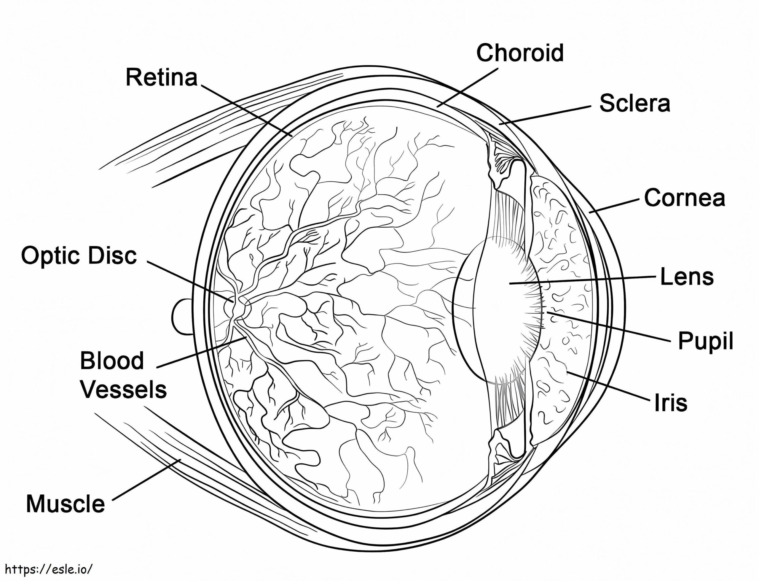 eye coloring page eye coloring page