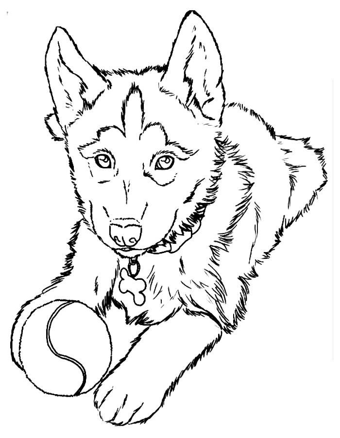 Husky Coloring Pages Free Printable PDF Husky Coloring Pages Free Printable PDF