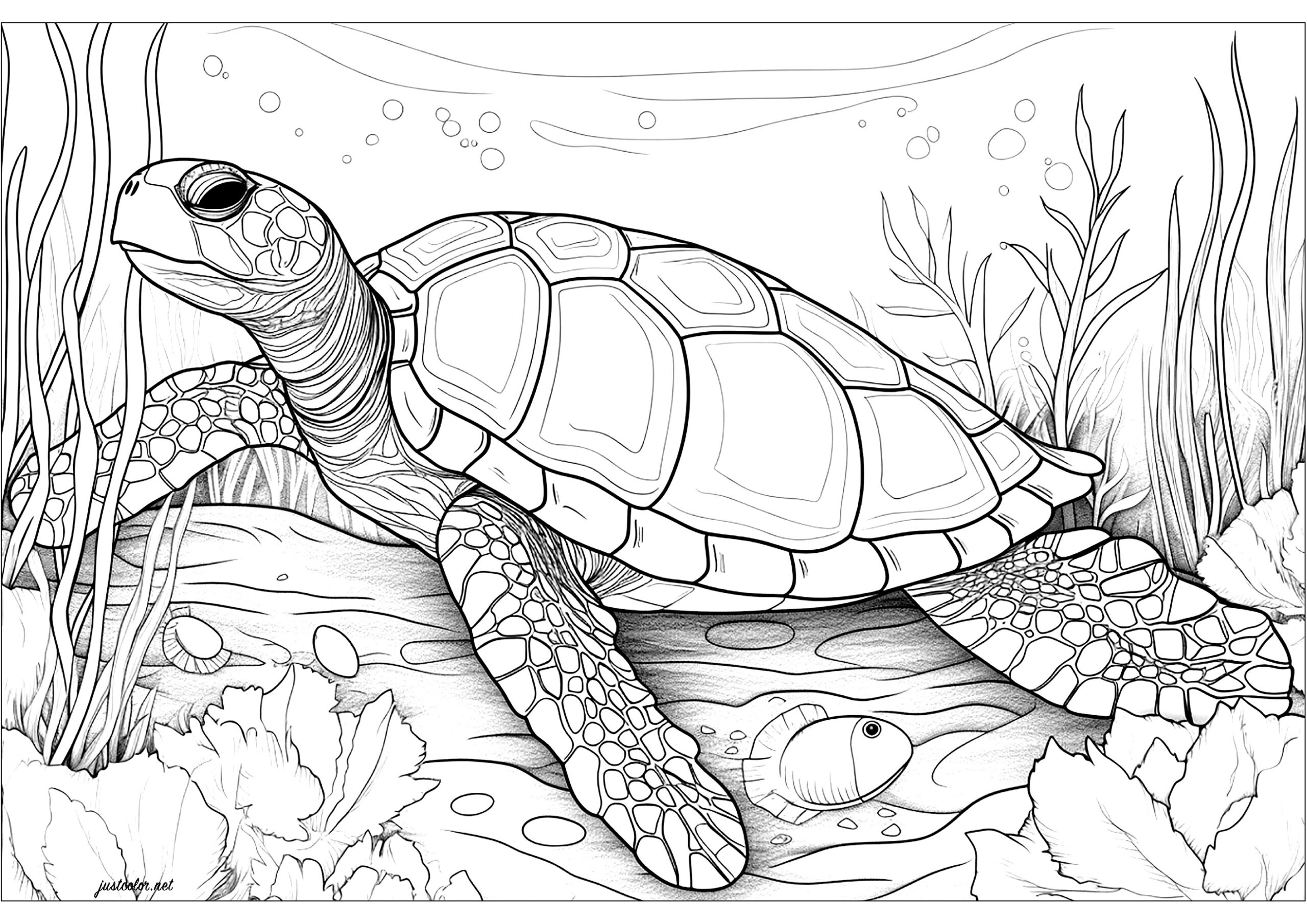 sea turtles coloring pages