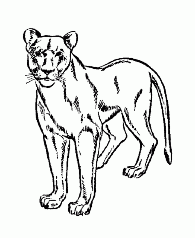 Lions Coloring Pages Coloringkids Lions Coloring Pages Coloringkids