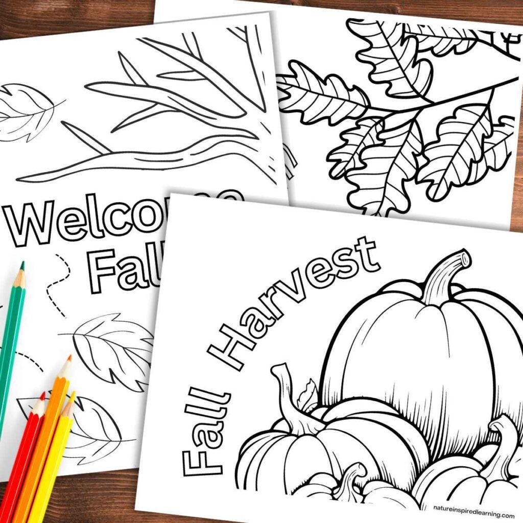 Marigold Coloring Pages Nature Inspired Learning Marigold Coloring Pages Nature Inspired Learning