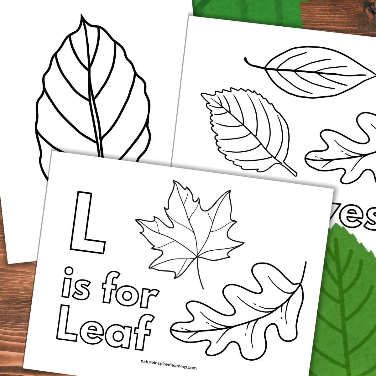 Marigold Coloring Pages Nature Inspired Learning Marigold Coloring Pages Nature Inspired Learning