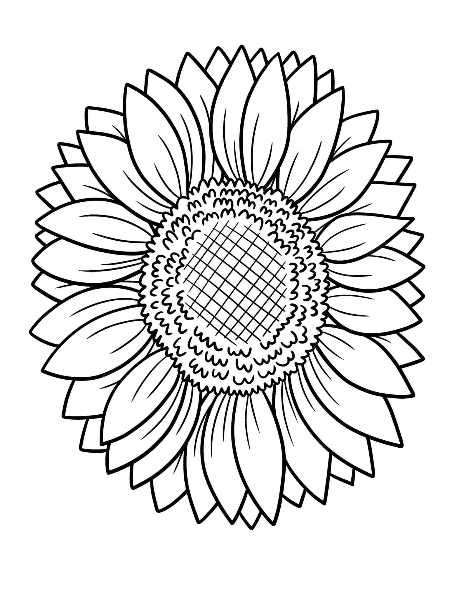 sunflower coloring page