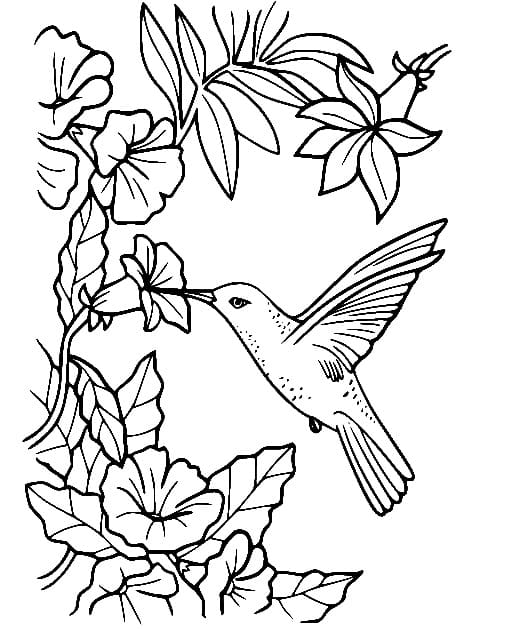 hummingbird coloring page