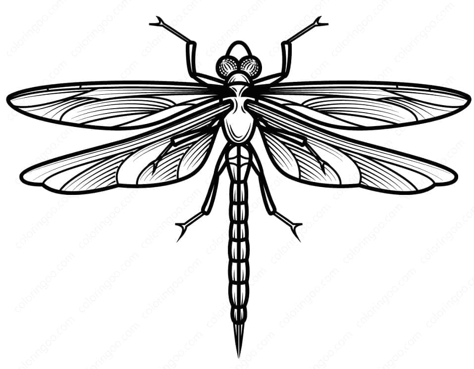 coloring page of a dragonfly coloring page of a dragonfly