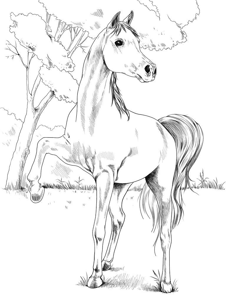 Realistic Horse Coloring Pages Printable Book For Kids 