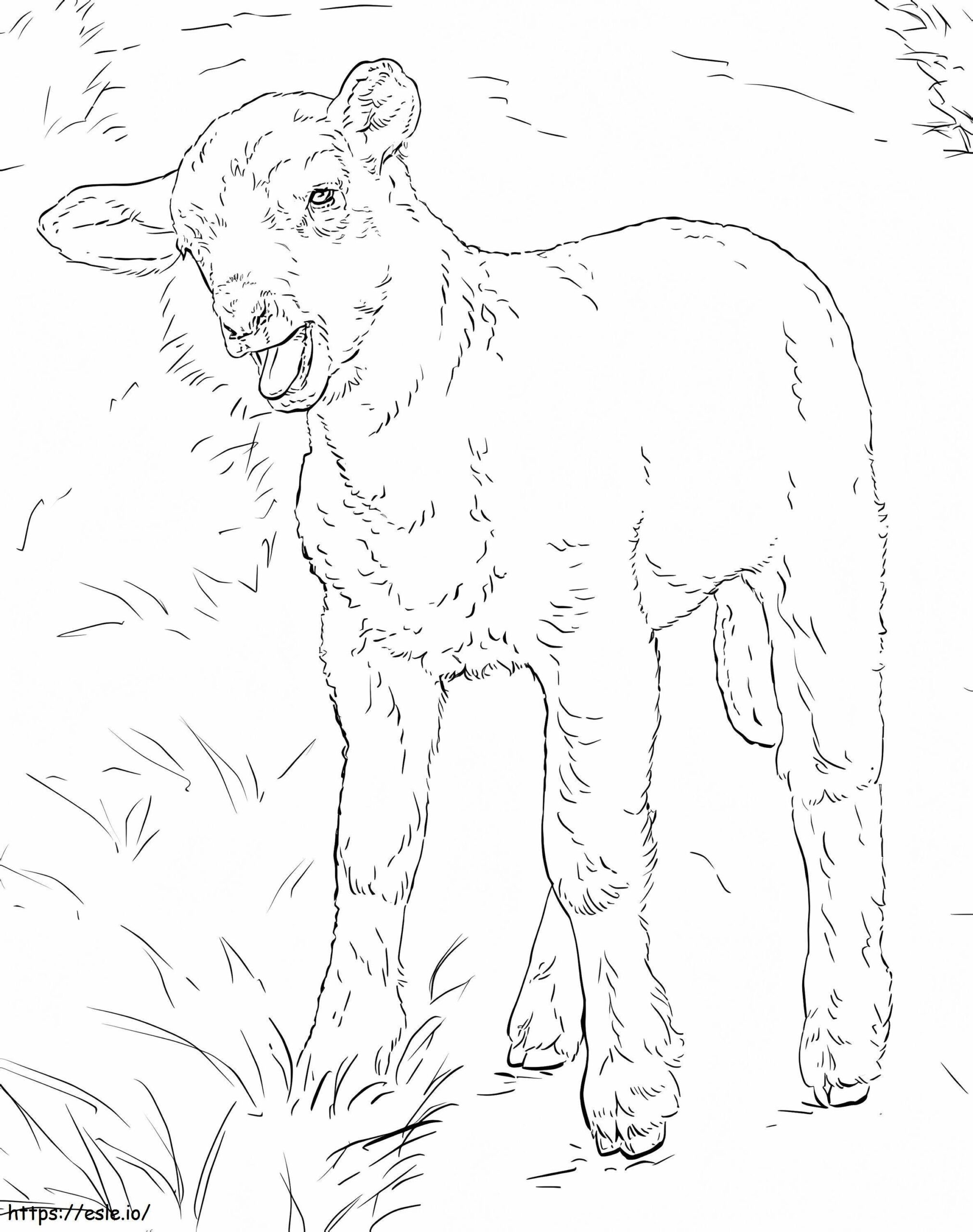 lamb coloring page