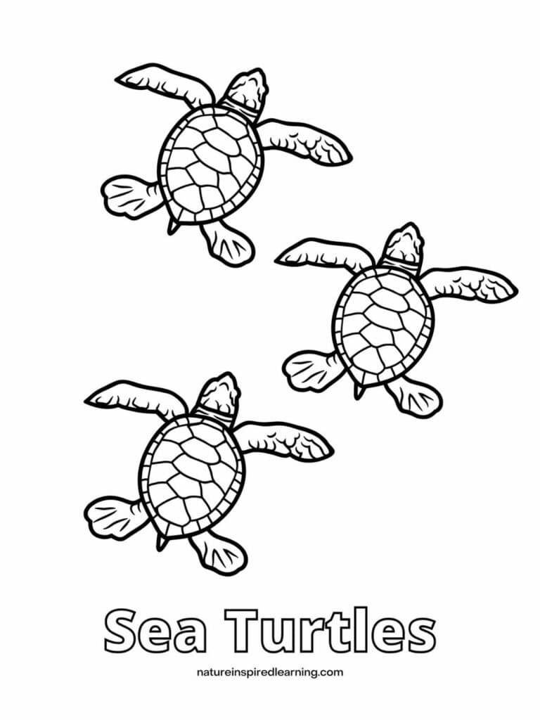 Sea Turtle Pictures Printable To Color Infoupdate
