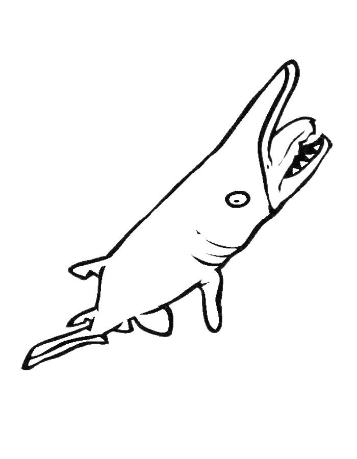 Shark Coloring Pages Free Printable PDF Shark Coloring Pages Free Printable PDF
