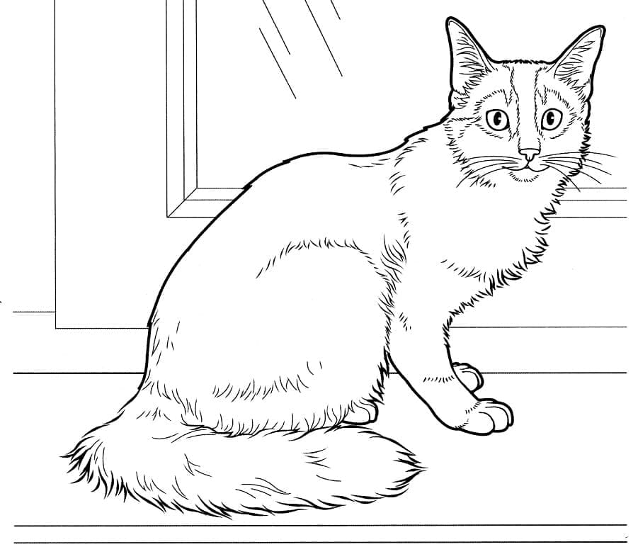 Somali Cat Coloring Page Download Print Or Color Online For Free Somali Cat Coloring Page Download Print Or Color Online For Free