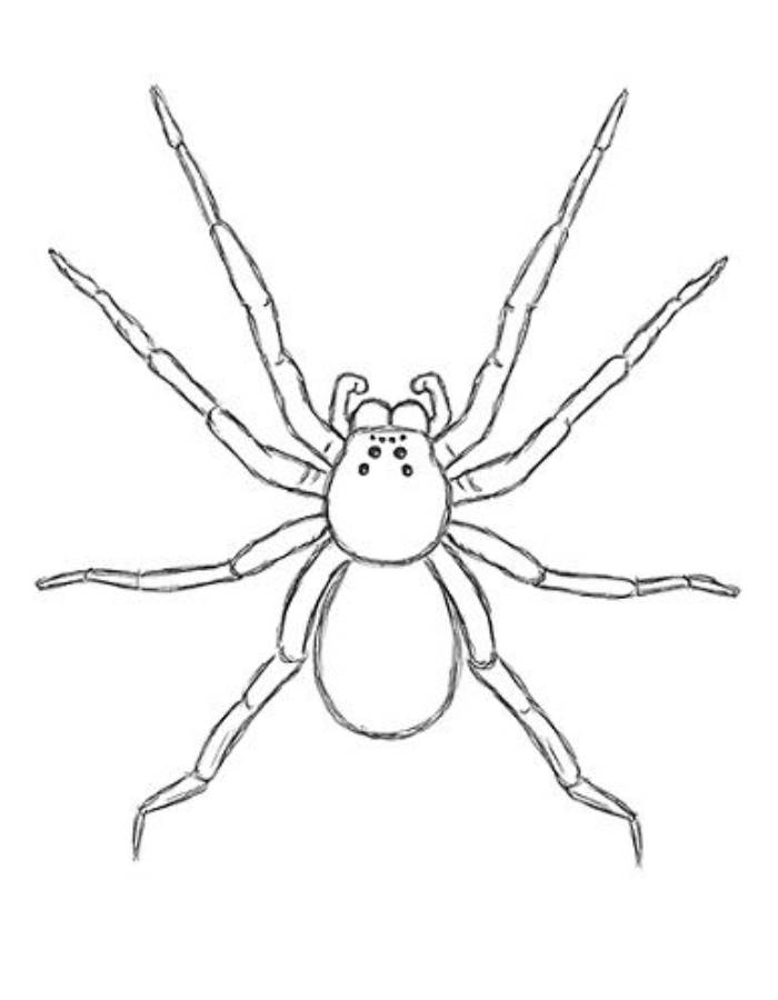 Spider Coloring Pages Free Printable PDF