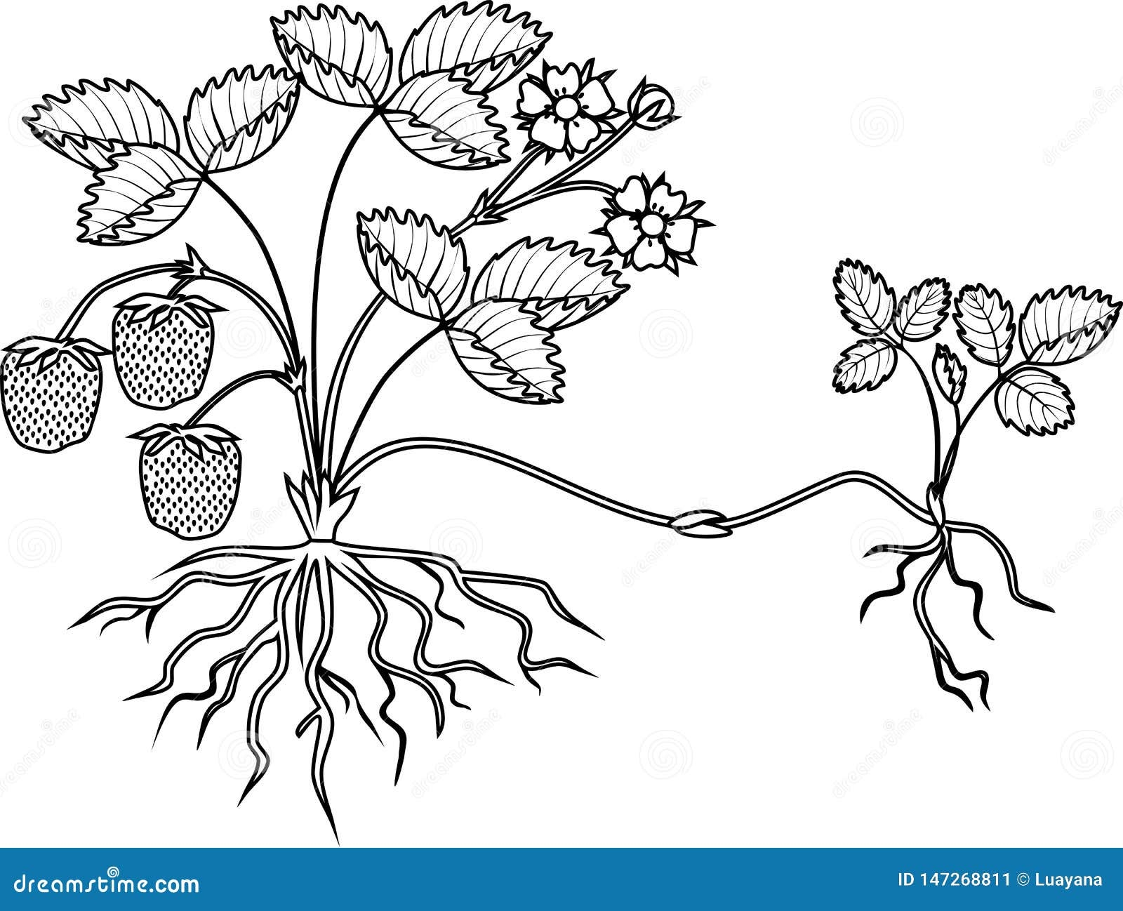 Strawberry Plant Coloring Page Strawberry Plant Coloring Page