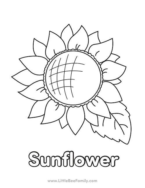 Sunflower Coloring Page Little Bee Family